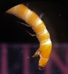 Typhloelmis finegan