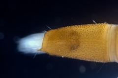 Typhloelmis finegan