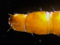 Typhloelmis finegan