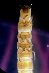 Typhloelmis finegan
