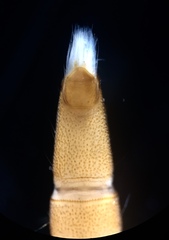 Typhloelmis finegan