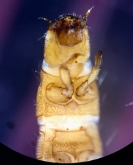 Typhloelmis finegan