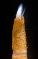 Typhloelmis finegan