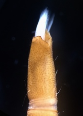 Typhloelmis finegan