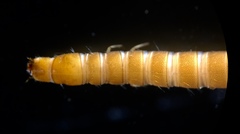 Typhloelmis finegan