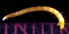 Typhloelmis finegan