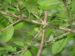 Randia aculeata
