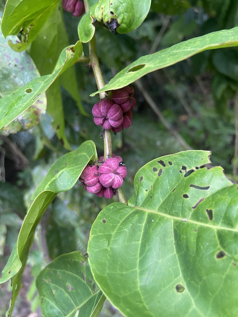 Glochidion woodii