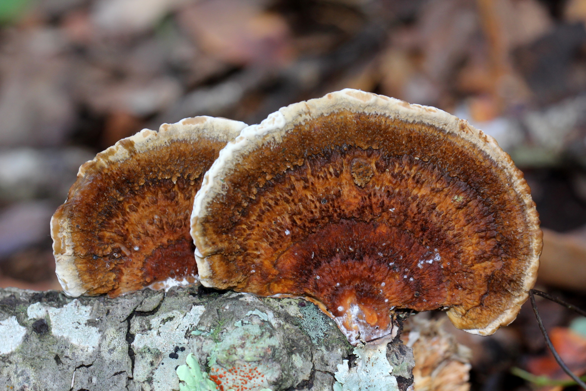 Hexagonia hirta image