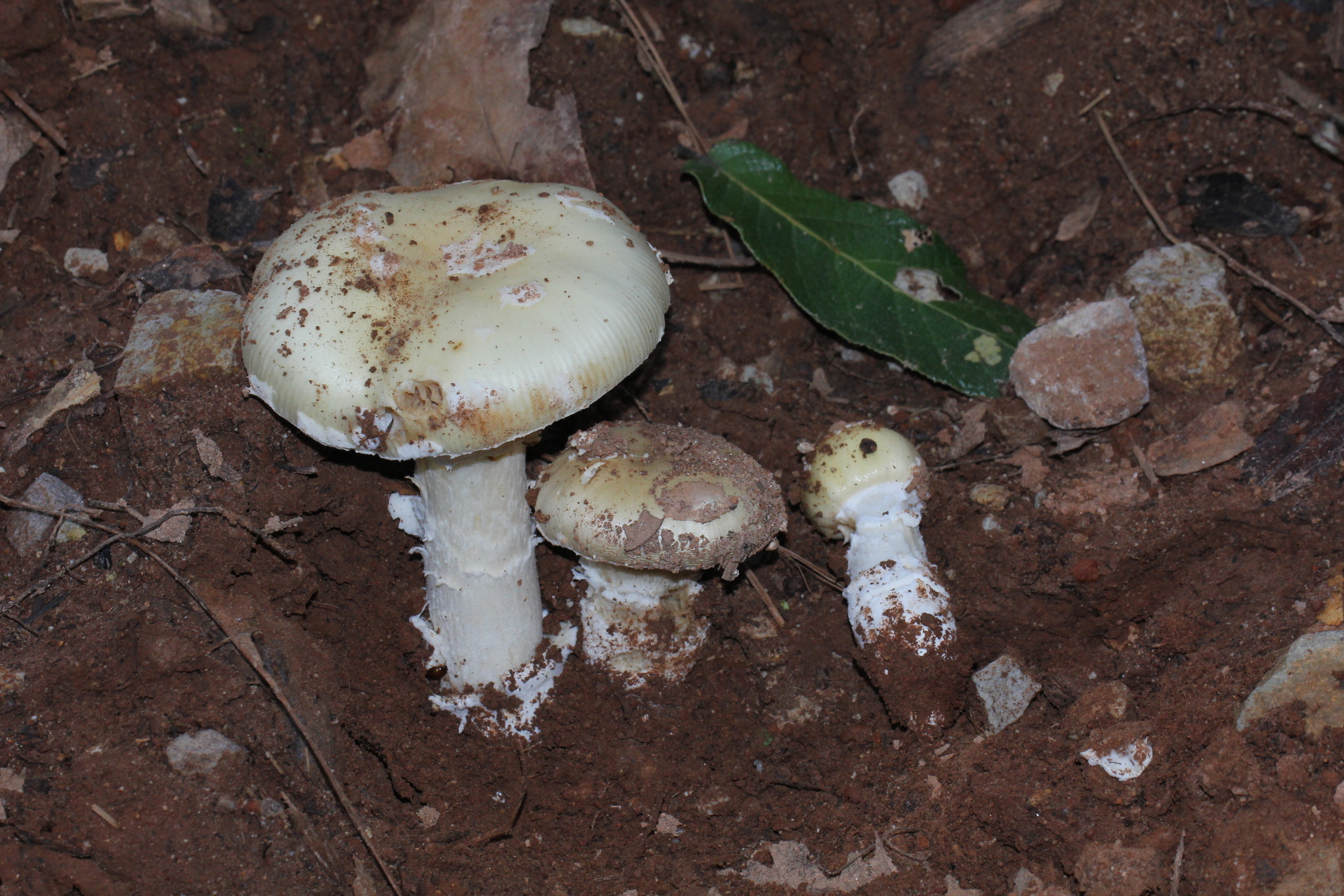 Amanita gemmata image