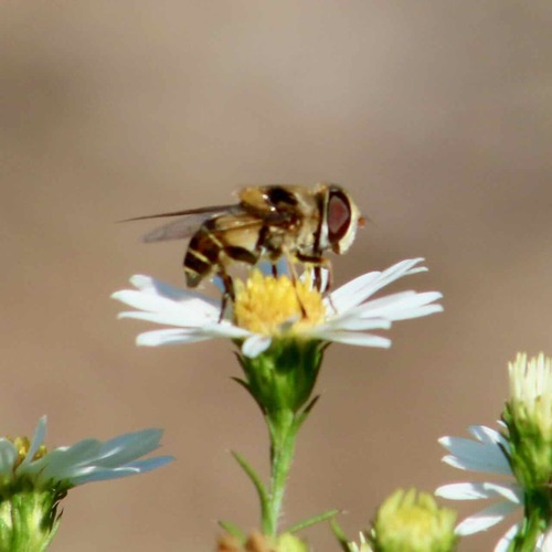 Unknown species found near Benton County, AR, USA