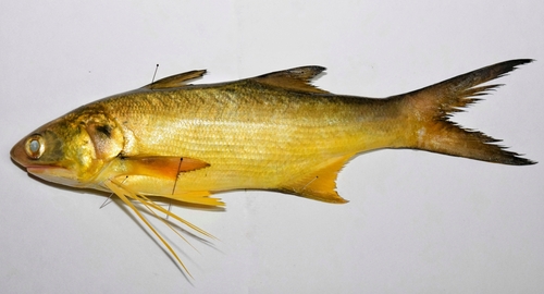 Barbeta amarilla (Polydactylus opercularis) — Polynemidae