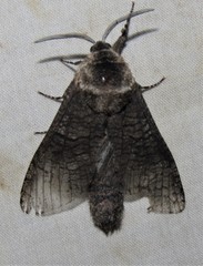 Acossus centerensis