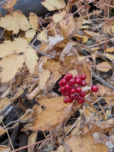 Red Baneberry winter