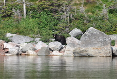 Ursus americanus hamiltoni