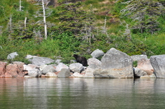 Ursus americanus hamiltoni