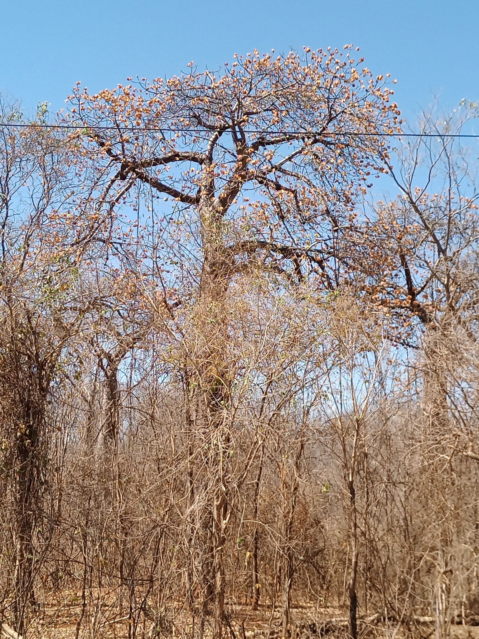 Cavanillesia umbellata