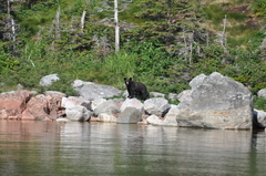 Ursus americanus hamiltoni