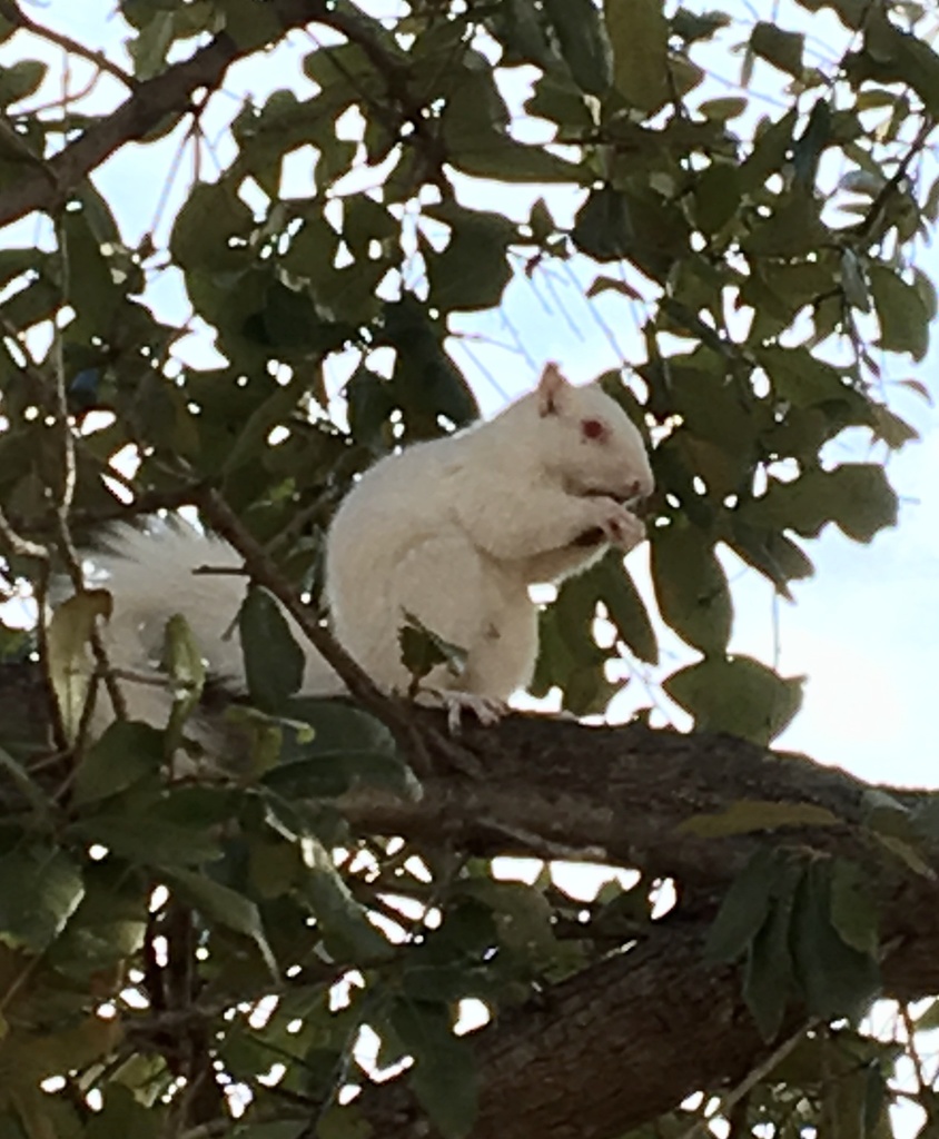 Fox Squirrel from University of North Texas, Denton, TX, US on December