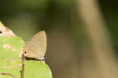 Jamides bochus formosanus