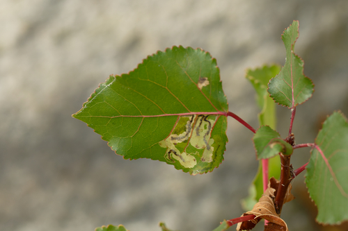 Stigmella populetorum photo 5