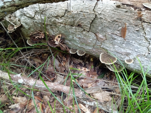 Hairy Hexagonia (Hexagonia hydnoides)