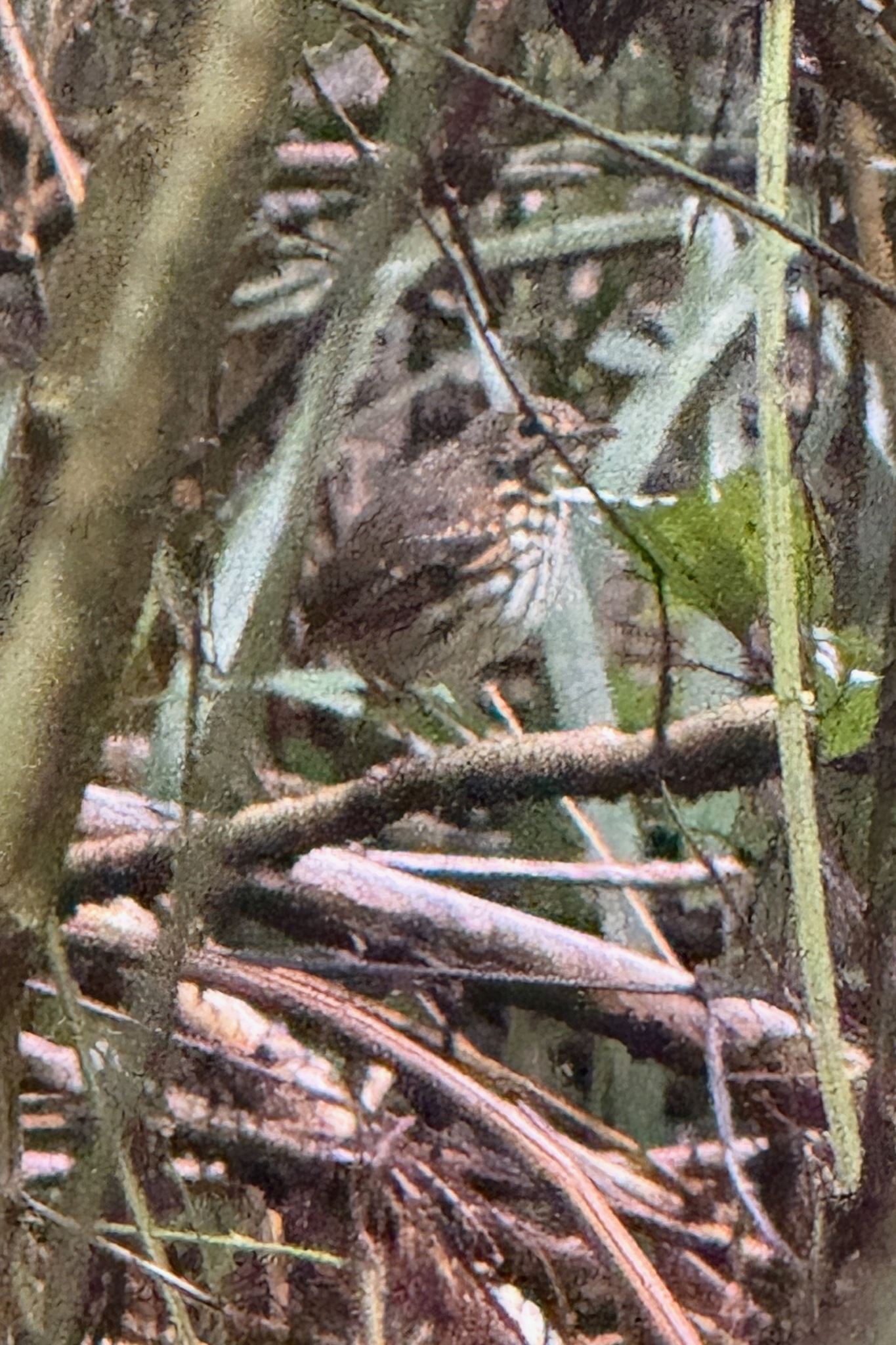 Streak-chested Antpitta (Hylopezus perspicillatus), photo 6