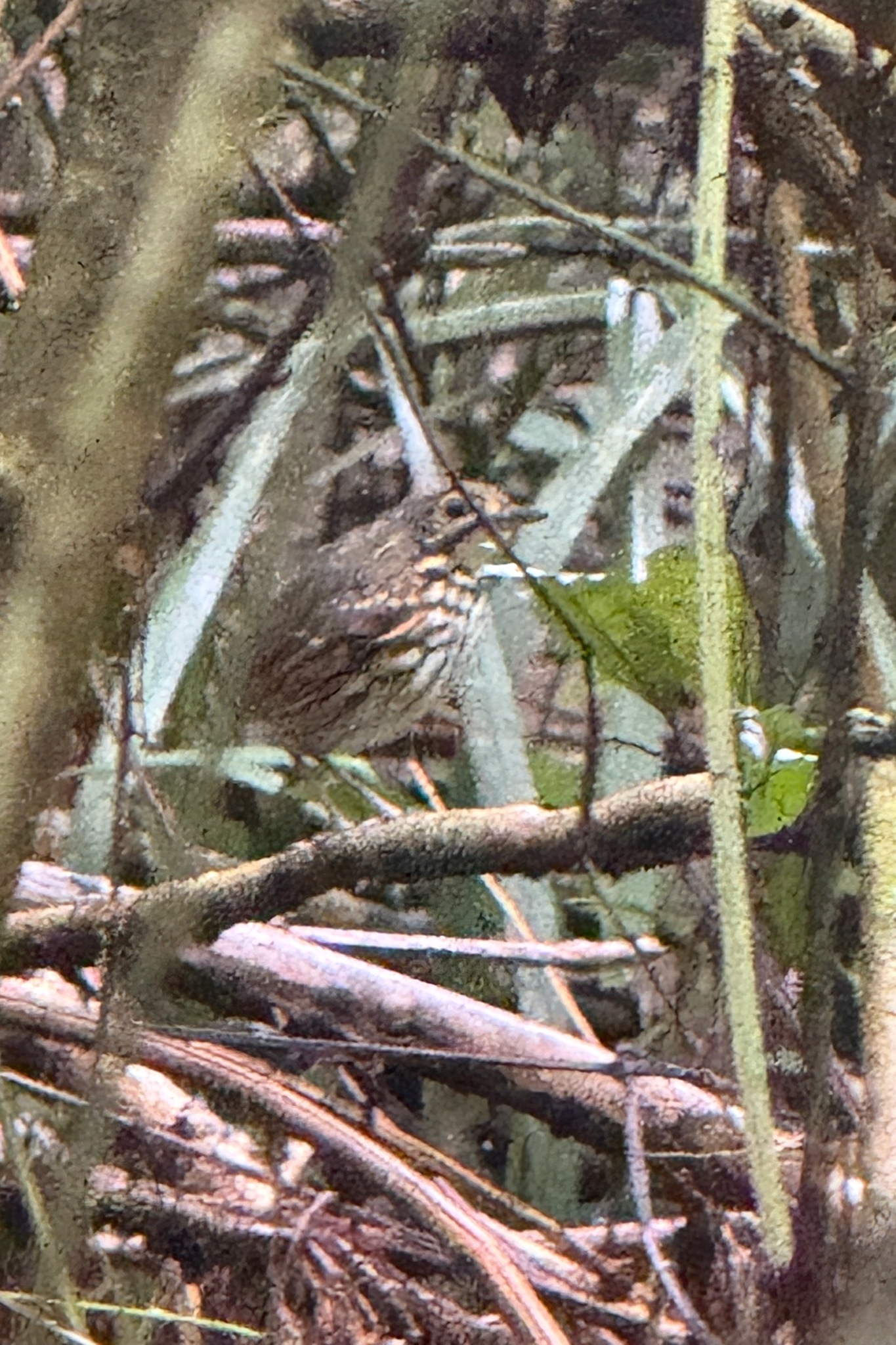 Streak-chested Antpitta (Hylopezus perspicillatus), photo 5