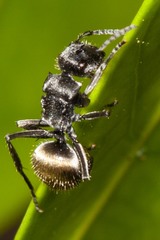 Polyrhachis guerini