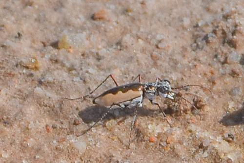 White-cloaked Tiger Beetle photo 4