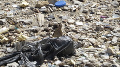 Junonia neildi varia