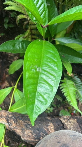 Syzygium malaccense observed 2025-10-02