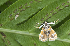 Musotima suffusalis