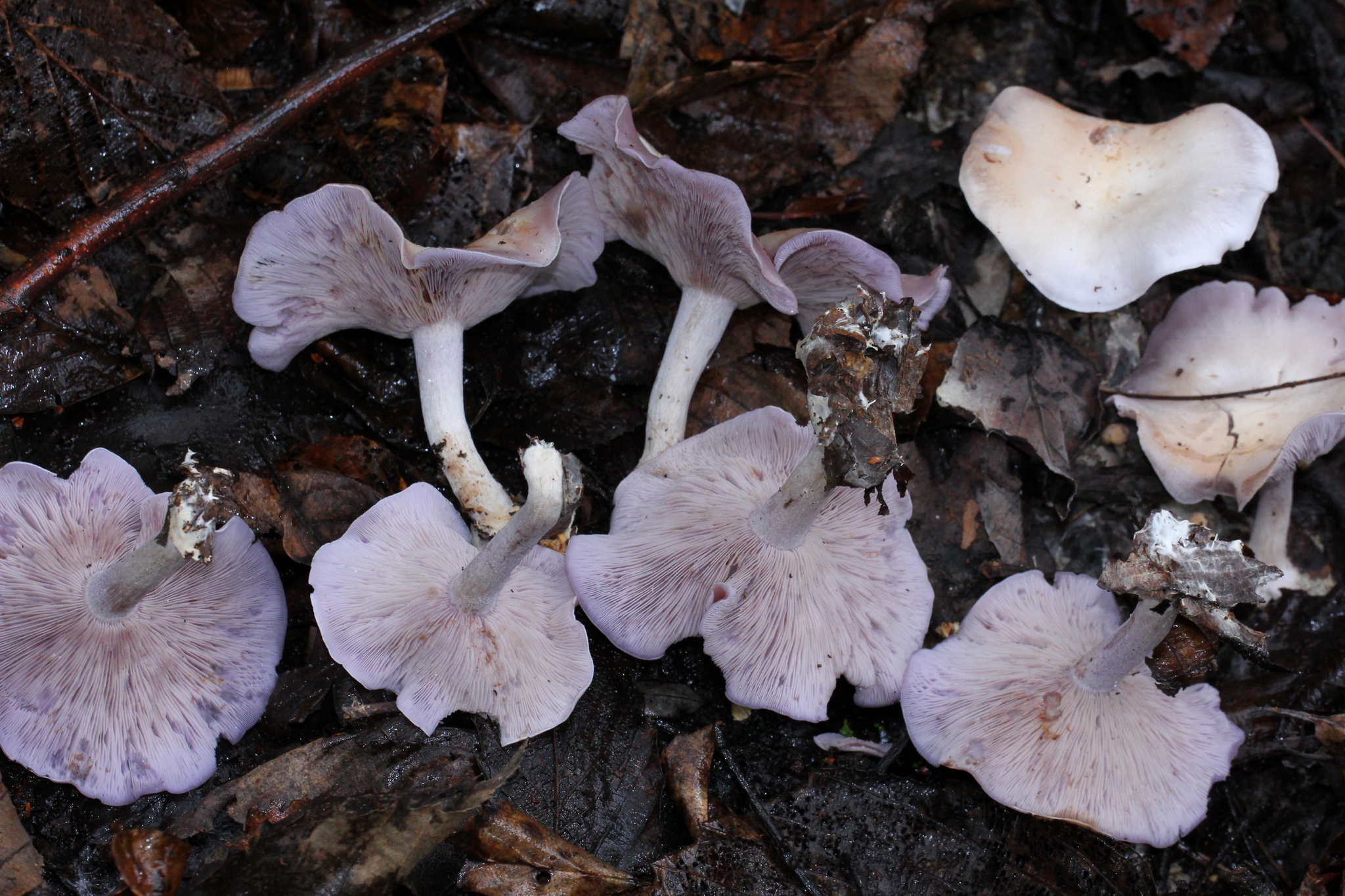 Lepista sordida image