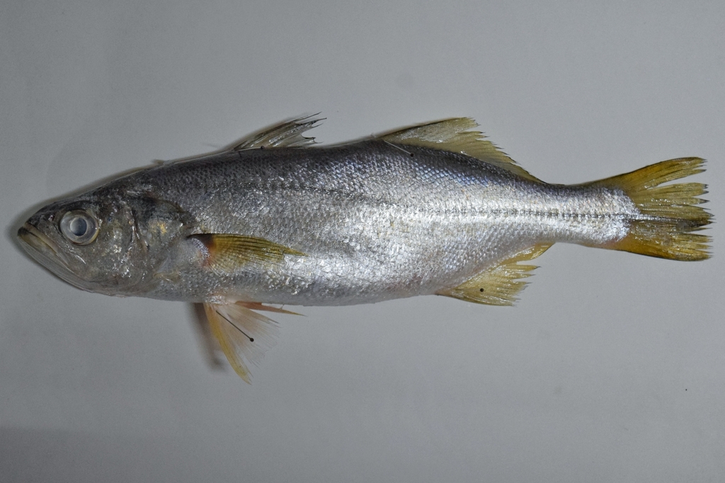 Bigeye corvina (Isopisthus remifer) — Sciaenidae