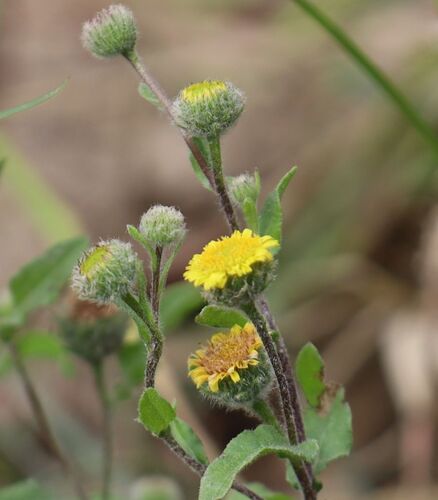 Pulicaria vulgaris Gaertn.