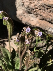 Phacelia setigera