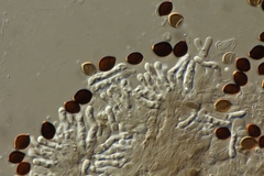 Panaeolus acuminatus