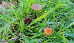 Panaeolus acuminatus