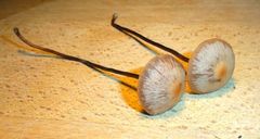 Panaeolus acuminatus