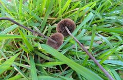Panaeolus acuminatus