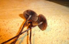 Panaeolus acuminatus