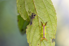 Birthamula rufa