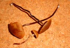 Panaeolus acuminatus
