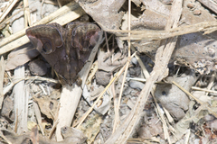 Ommatophora luminosa