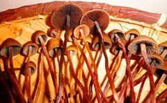 Panaeolus acuminatus