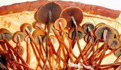 Panaeolus acuminatus