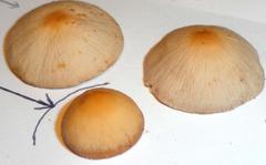 Panaeolus acuminatus