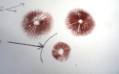 Panaeolus acuminatus