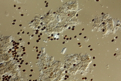 Panaeolus acuminatus